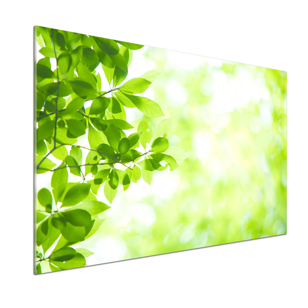 Cooker splashback Leaves