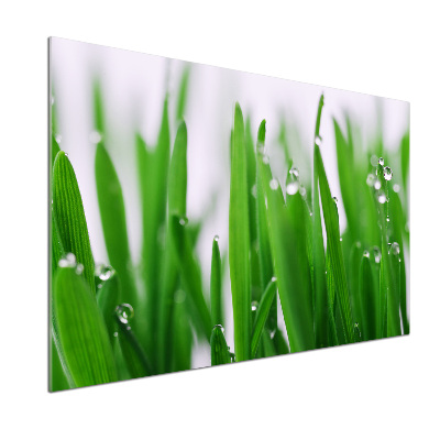 Cooker splashback Blade of grass