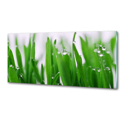 Cooker splashback Blade of grass