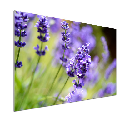 Cooker splashback Lavender