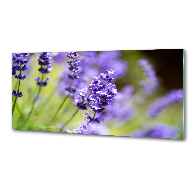 Cooker splashback Lavender