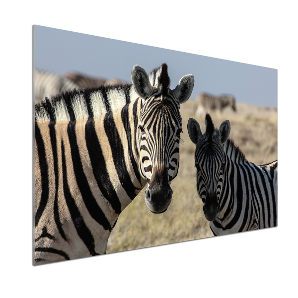 Cooker splashback Two zebras