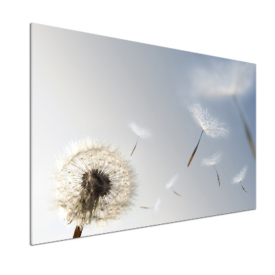 Cooker splashback Dandelion