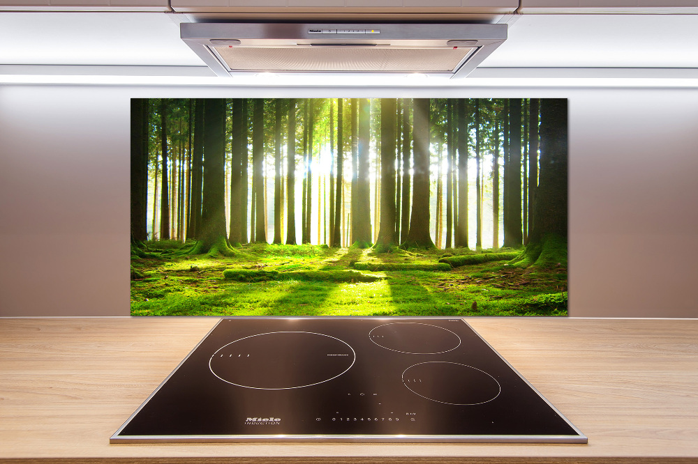 Cooker splashback Forest in the sun