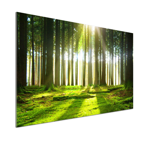 Cooker splashback Forest in the sun
