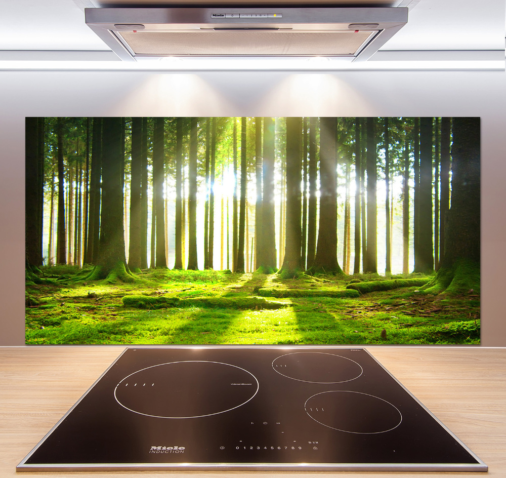 Cooker splashback Forest in the sun