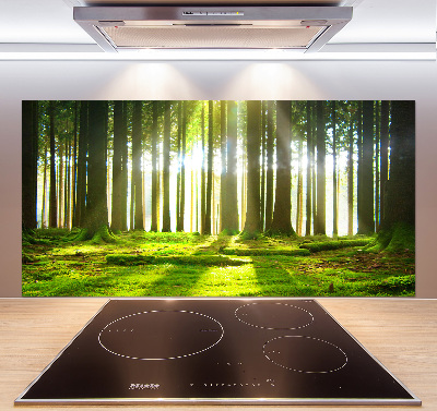 Cooker splashback Forest in the sun