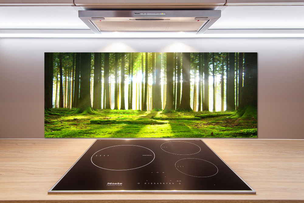 Cooker splashback Forest in the sun