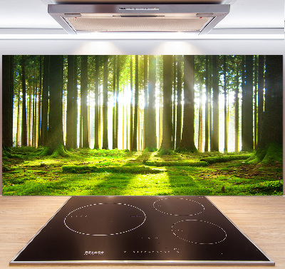 Cooker splashback Forest in the sun