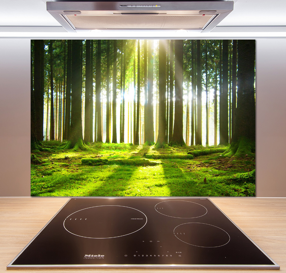 Cooker splashback Forest in the sun