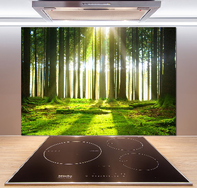 Cooker splashback Forest in the sun