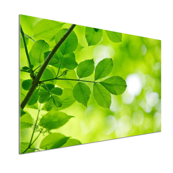 Hob splashback Green leaves