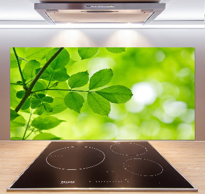 Hob splashback Green leaves