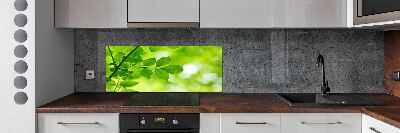 Hob splashback Green leaves