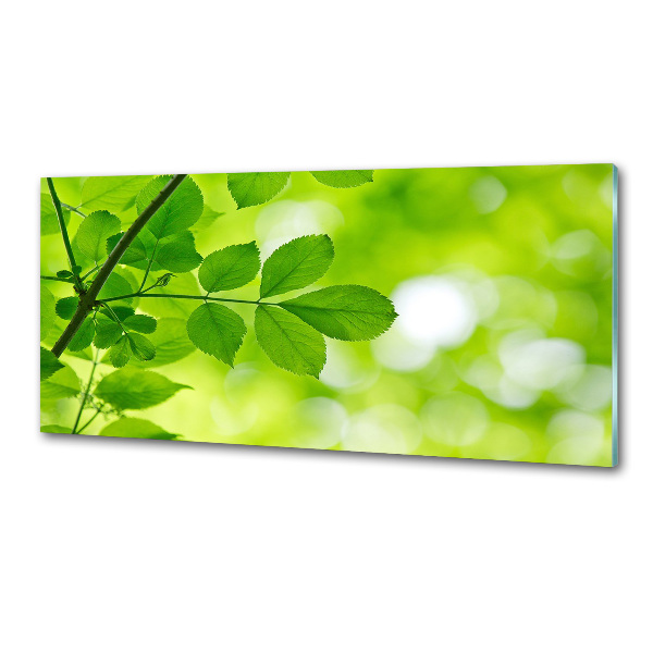 Hob splashback Green leaves