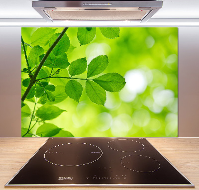 Hob splashback Green leaves