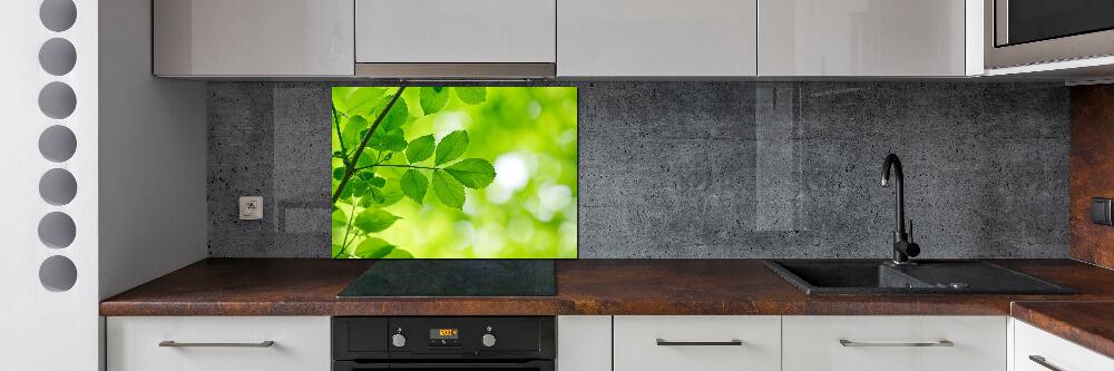 Hob splashback Green leaves