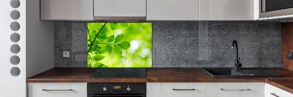 Hob splashback Green leaves