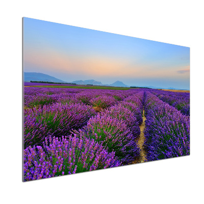 Kitchen splashback Lavender field