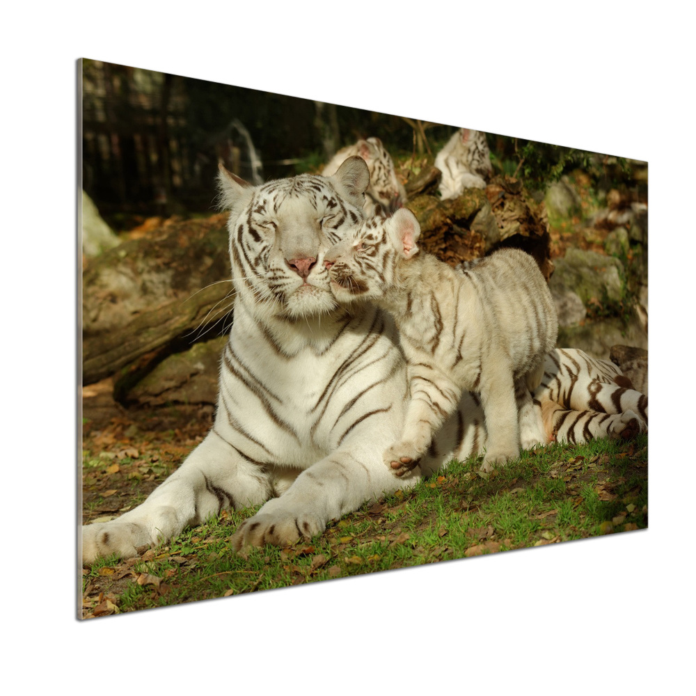 Cooker splashback Tigers