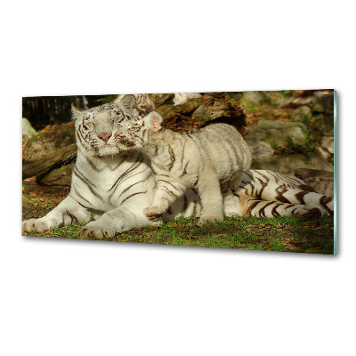 Cooker splashback Tigers