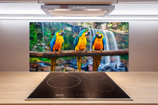 Cooker splashback Parrots on a branch