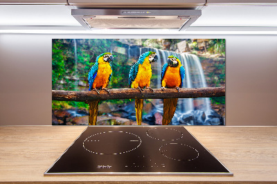 Cooker splashback Parrots on a branch