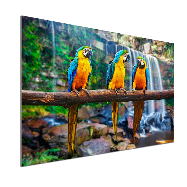 Cooker splashback Parrots on a branch