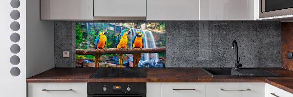 Cooker splashback Parrots on a branch