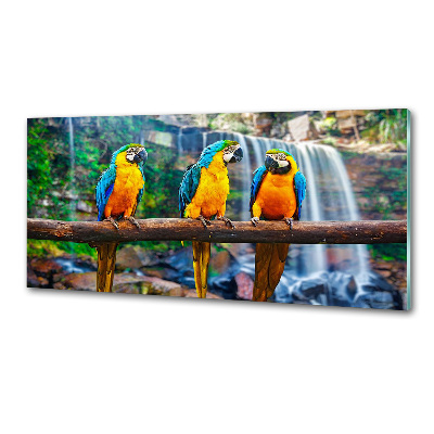 Cooker splashback Parrots on a branch