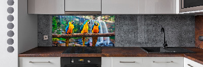 Cooker splashback Parrots on a branch