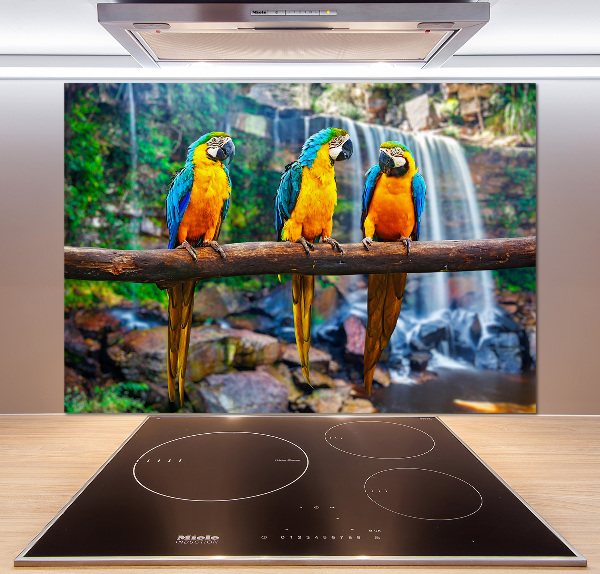 Cooker splashback Parrots on a branch