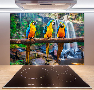 Cooker splashback Parrots on a branch