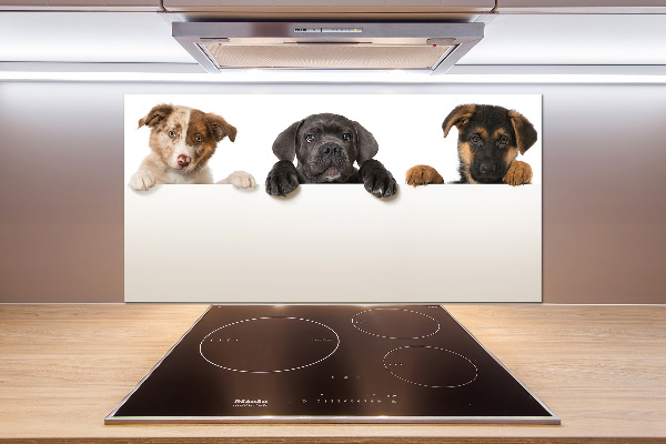 Glass splashback Three puppies