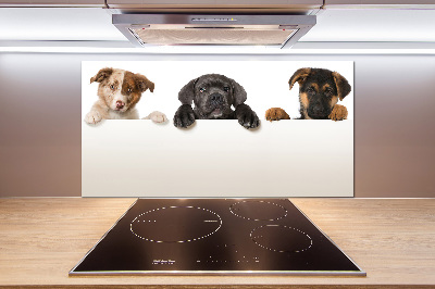 Glass splashback Three puppies