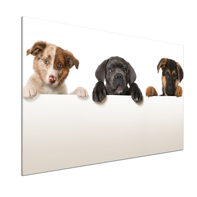 Glass splashback Three puppies