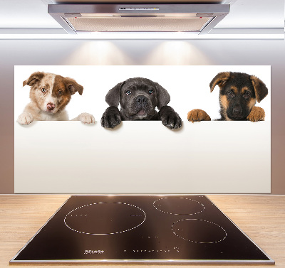 Glass splashback Three puppies