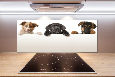 Glass splashback Three puppies