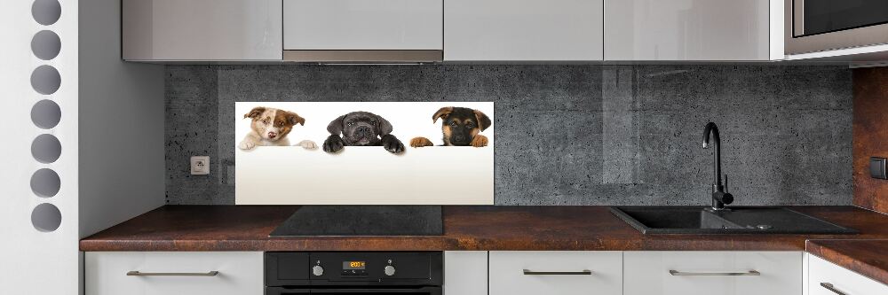 Glass splashback Three puppies