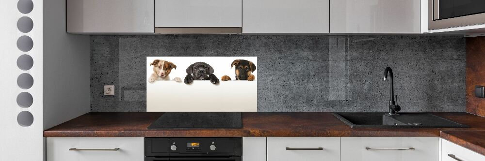 Glass splashback Three puppies