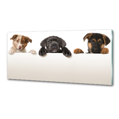 Glass splashback Three puppies