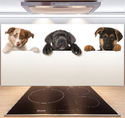 Glass splashback Three puppies