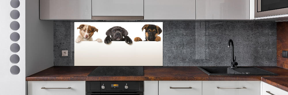 Glass splashback Three puppies