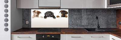 Glass splashback Three puppies