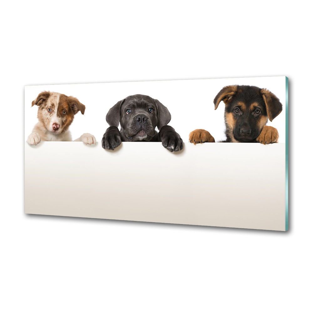 Glass splashback Three puppies