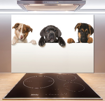 Glass splashback Three puppies