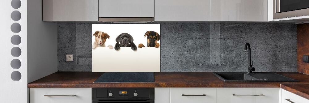 Glass splashback Three puppies