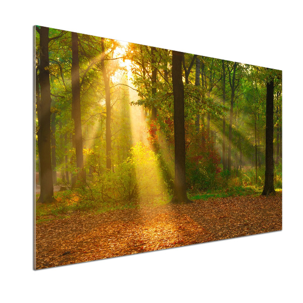 Cooker splashback Forest in the sun