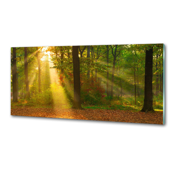 Cooker splashback Forest in the sun