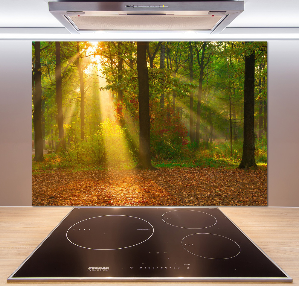 Cooker splashback Forest in the sun